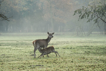 Female red deer nursing her pup in the beautiful foggy forest in autumn season - Autochthonous protected species, dune deer or italian deer - Mesola Nature Reserve Park, Ferrara, Italy