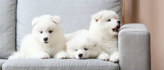 Cute Samoyed puppies on sofa at home - obrazy, fototapety, plakaty