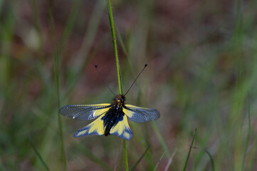 Libelloides coccajus - Owly sulphur - Ascalaphe soufré