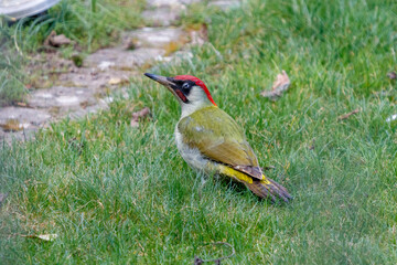 European green woodpecker in the grass