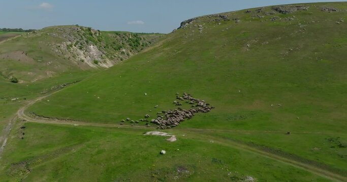 Sheep, Shepherd, and Dog in Scenic Hilly Landscape - A Captivating View