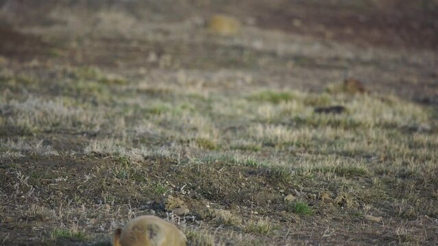 Tilt and rack between grazing prairie dogs in evening light of spring