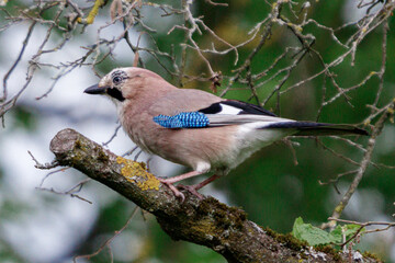 Eurasian jay