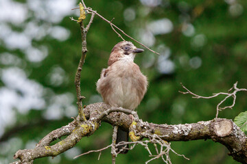 Eurasian jay - chick