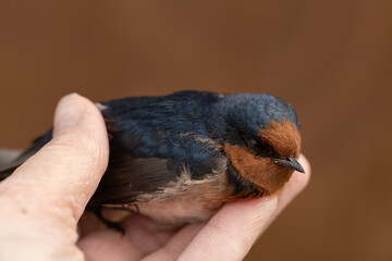 A dead australian welcome swallow (Hirundo neoxena) being held in a hand