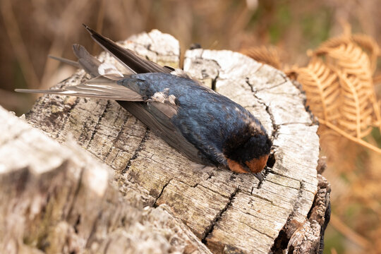 A dead australian welcome swallow (Hirundo neoxena) lying on top of a tree stump