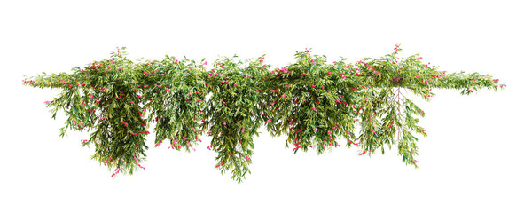 Group of Grevillea Poorinda creeper plant, isolated on white background. 3D render.