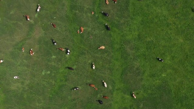 Aerial shot of dairy farm cattle cow herd grazing in lush green meadow, drone pov