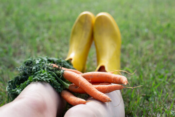 Summer harvest of carrots, relaxing on the lawn with freshly picked carrots