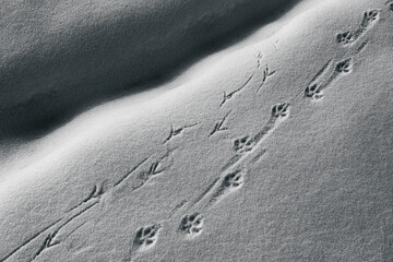Spuren von Vögeln und Tieren im Schnee - obrazy, fototapety, plakaty