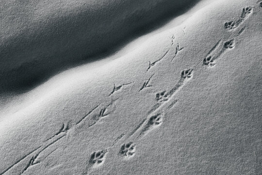 Spuren von V&ouml;geln und Tieren im Schnee