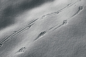 Spuren von Wildtieren im Schnee - obrazy, fototapety, plakaty