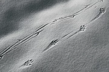Foto op Plexiglas Spuren von Wildtieren im Schnee © zauberblicke
