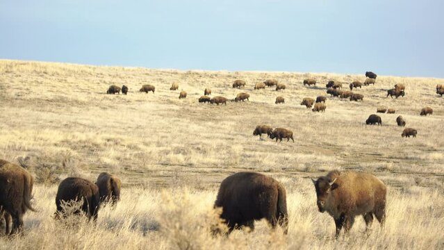 Herd of bison grazing on hillside in golden light of spring evening