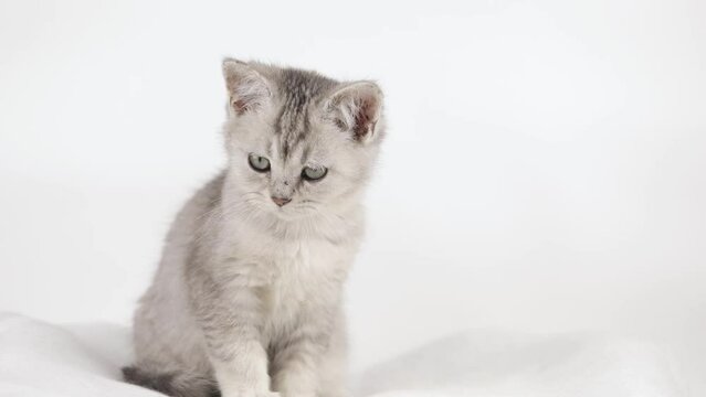 cute gray kitten on a light background looks around
