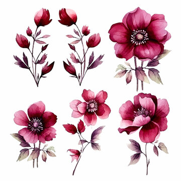 Set of burgundy floral watecolor. burgundy flower, flwers and leaves. Floral poster, invitation floral. Vector arrangements for greeting card or invitation design	