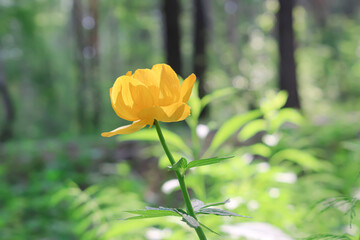 Beautiful yellow Globeflower (Trollius europaeus) blooms in the forest.