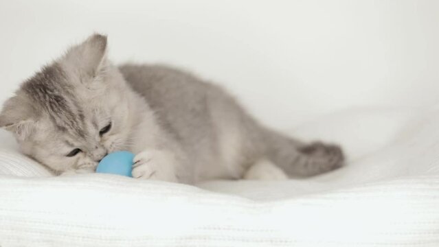 cute gray kitten playing with a ball