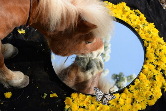 Doppelpony. Blondes Shetlandpony blickt in Blumengeschmückten Spiegel