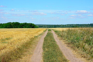 A dirt road in a field with a blue sky in the background