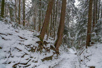 Schneebedeckter Fahrweg durch den Wald