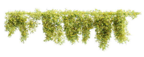 Group of Jasminum Nudiflorum creeper plants, isolated on white background. 3D render.