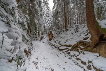 Vereiste Baumwurzeln im Winterwald