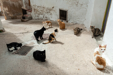 Un grupo de gatos descansan en la calle de un pueblo español.