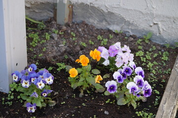Closeup of blooming different colorful flowers