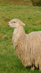 Vertical shot of a white lama in the garden of Ollantaytambo