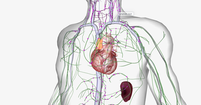 The lymphatic system is part of the immune and circulatory systems.