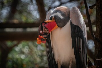 Closeup of a king vulture (Sarcoramphus papa)