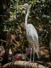 Vertical closeup of a great egret (Ardea alba) on a branch