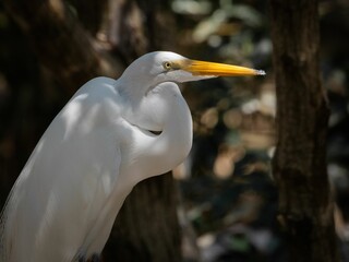 Closeup of a great egret (Ardea alba) on a branch