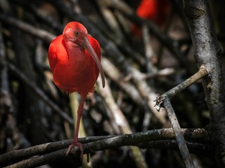Closeup of a scarlet ibis (Eudocimus ruber) on a branch - obrazy, fototapety, plakaty