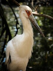 Closeup of a white stork in the Colombian Bird Sanctuary located in Cartagena de Indias.