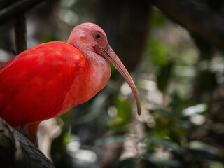 Beautiful scarlet ibis in the Colombian Bird Sanctuary located in Cartagena de Indias. - obrazy, fototapety, plakaty