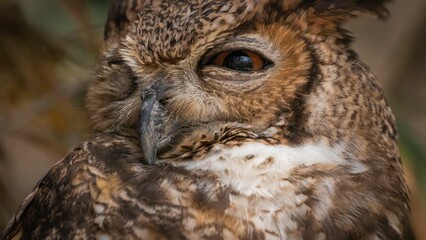 Closeup of an owl in the Colombian Bird Sanctuary located in Cartagena de Indias.