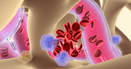 Cytokines reach the blood vessels in spongy bone.