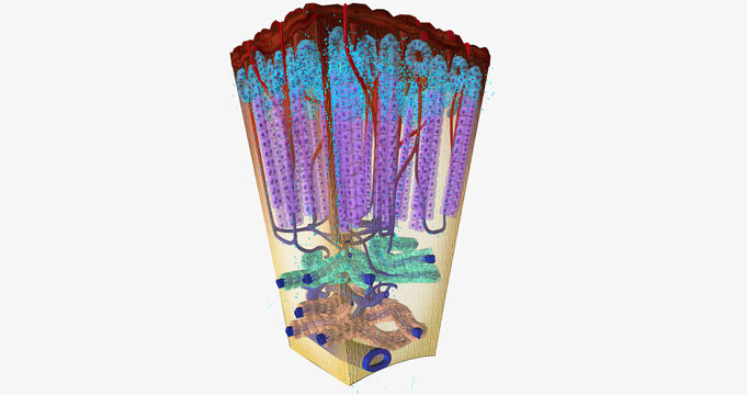 The Adrenal Cortex Hormone Release