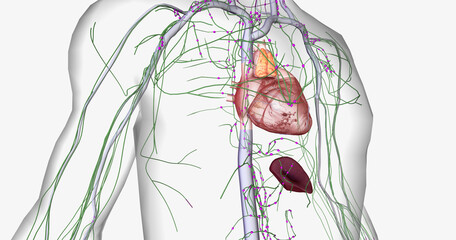 Lymph travels from the extremities through the lymphatic vessels. - obrazy, fototapety, plakaty
