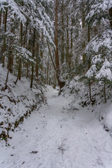 Wandern im verschneiten Wald