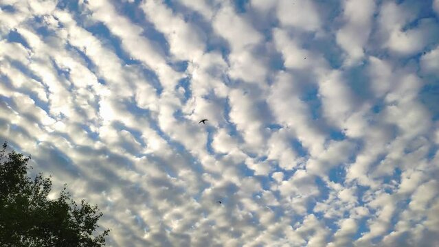 Waves of white clouds on a blue sky background. Altocumulus undulatus cloud fly fast across the sky