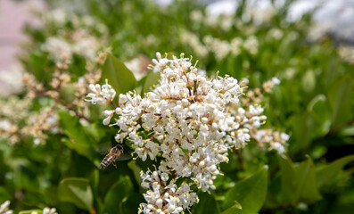 White blossoms of Ligustrum obtusifolium in Japanese early summer