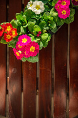 primrose flowers in flower pot multicjlored outdoor beautiful blooming garden street flower vegetation