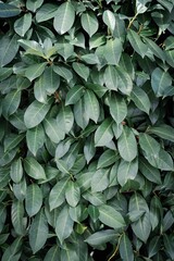 Vertical shot of fresh green leaves background