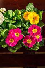 primrose flowers in flower pot multicjlored outdoor beautiful blooming garden street flower vegetation