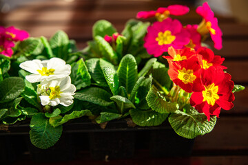primrose flowers in flower pot multicjlored outdoor beautiful blooming garden street flower vegetation