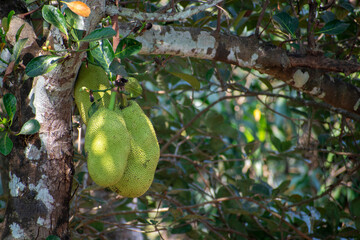jackfruit 
