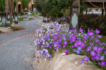 Fototapeta na wymiar Violet flowers in the hotel garden in Egypt, Hurgada